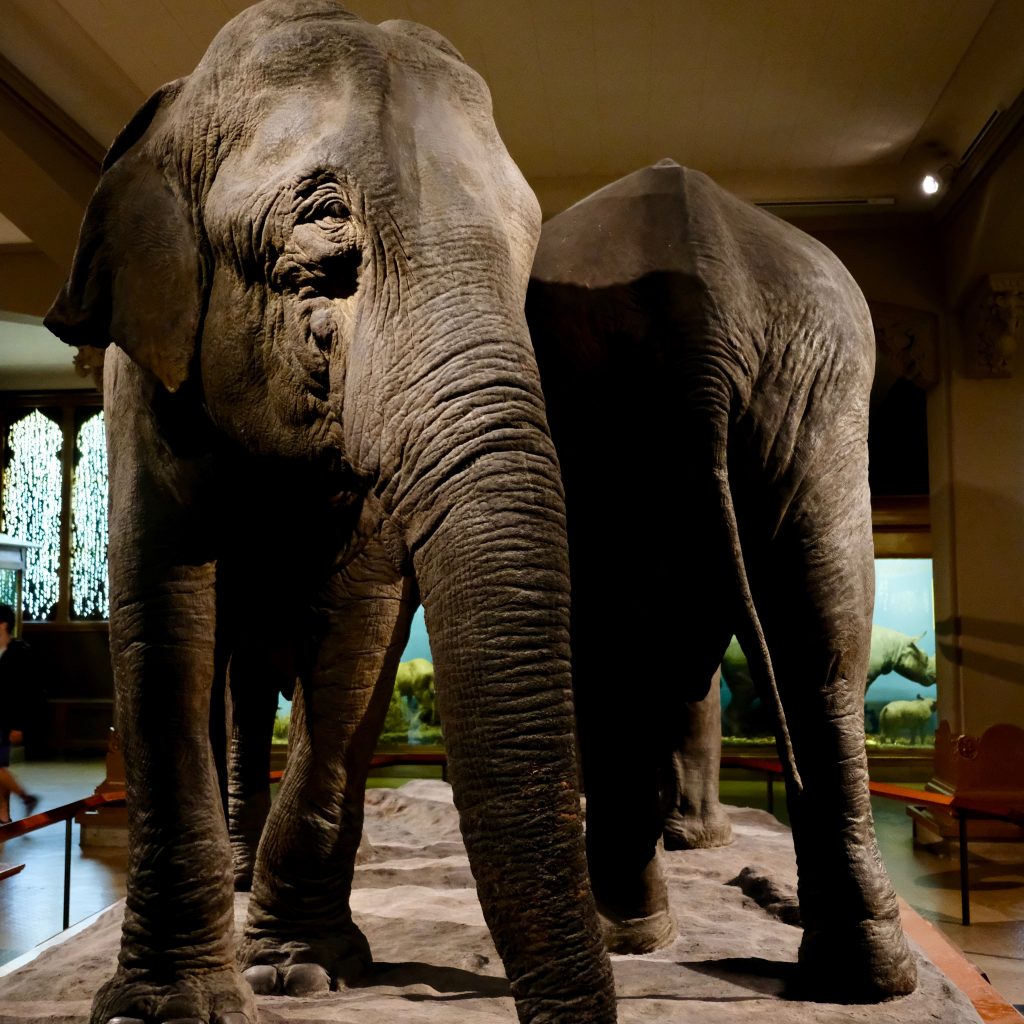 American Museum of Natural History