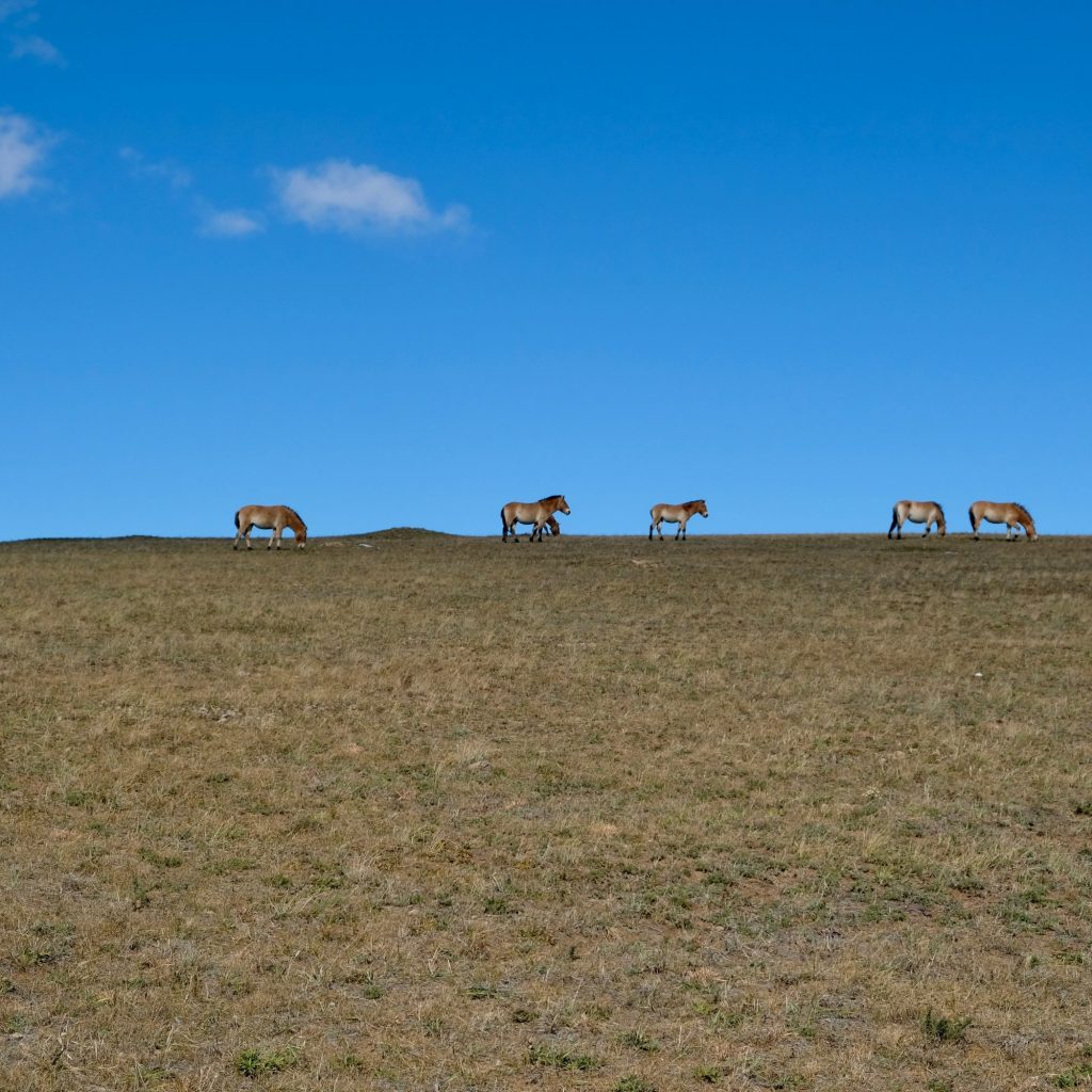 Chevaux sauvages de Mongolie, Khustai National Parc