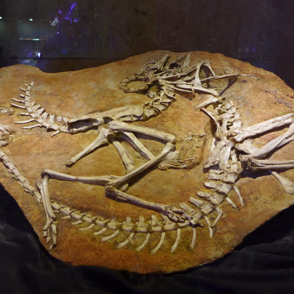 Central Museum Of Mongolian Dinosaurs