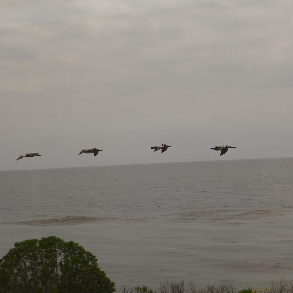 Vue du Coast Starlight - Vol de pélicans