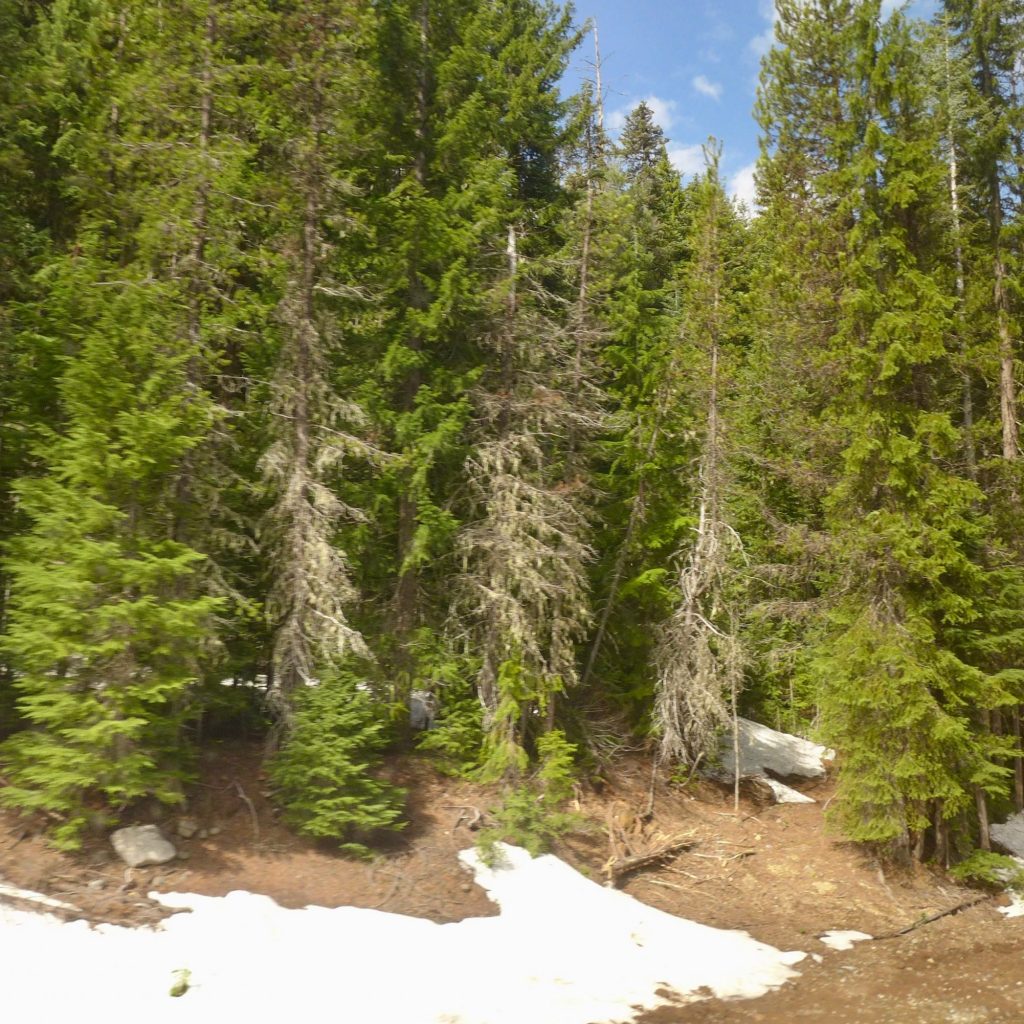 Vue du Coast Starlight
