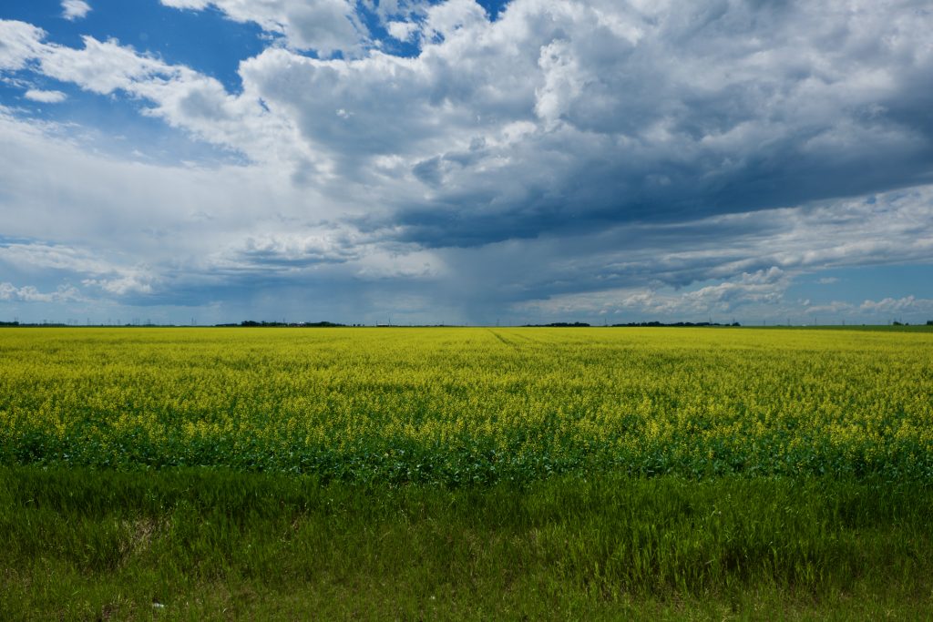 Champ de canola au Manitoba
