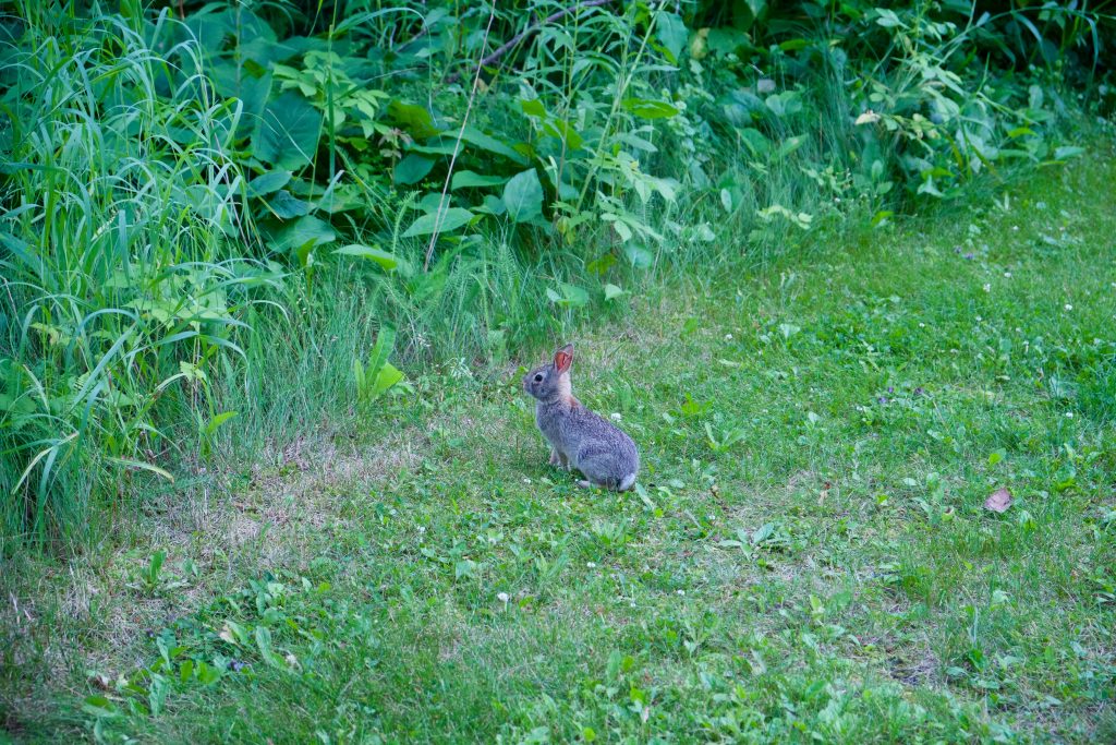Petit lapin
