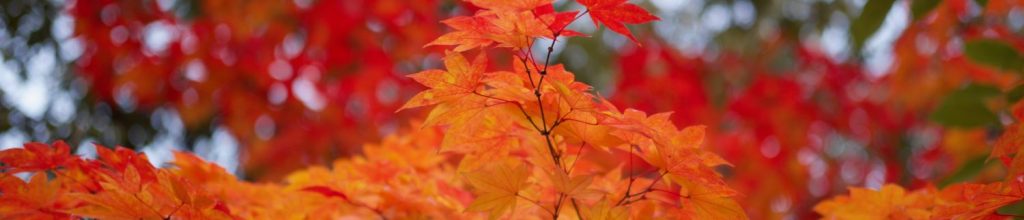 Automne au Japon