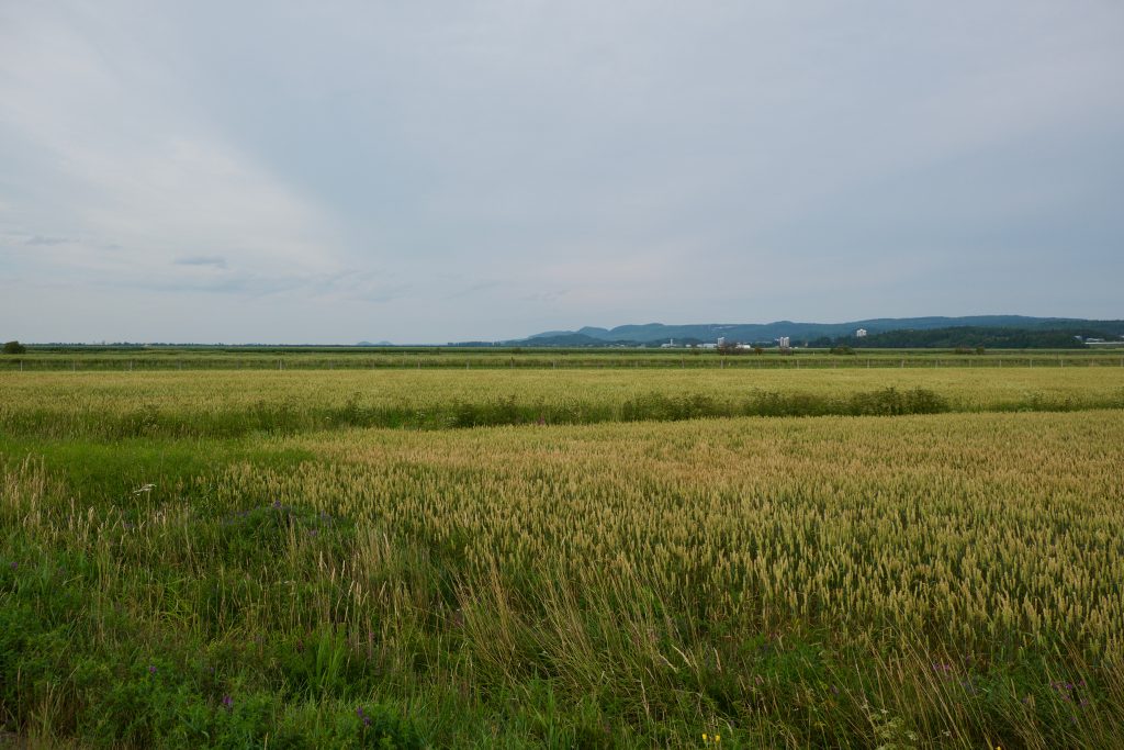 Dans les champs sur la 132